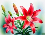 红色像百合的花叫什么