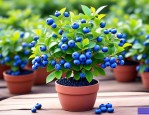 2025年蓝莓树苗盆栽价钱