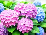 绣球花开花后怎么处理