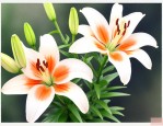 百合花谢后怎么养种球