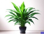 北京绿植花卉租摆报价