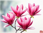 红玉兰什么时候栽最好