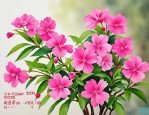 2025年凤仙花价格是多少