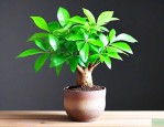 发财树用哪种土栽培好