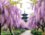 杭州紫藤花最佳观赏地方