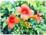 凌霄花的果实有什么用