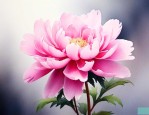 粉色的花代表什么寓意