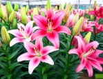 百合花卉市场营业时间