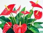 红掌花喜欢水多还是水少