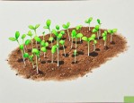 种子萌发的过程ppt课件