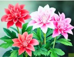 家里养什么花镇宅旺财