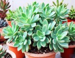 多肉植物新玉缀怎么养