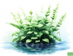 养在水里的植物有哪些