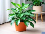 金钱兜植物的养殖方法