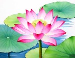 莲蓬的寓意和花语是什么