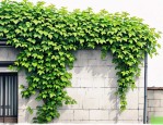 2025年爬墙虎植物怎么种