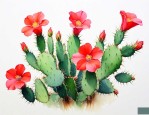 家里养带刺的花好不好