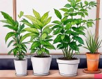 2025年植物吸甲醛有用吗