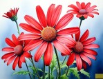 红色雏菊的花语是什么