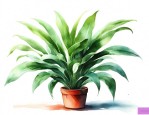 水养的室内植物