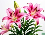 百合花开花后怎么养护
