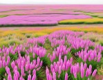 2025年新疆草花苗木求购