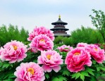 2021年洛阳牡丹节