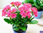 水养长寿花怎么养茂盛