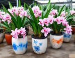 兰花花盆批发市场价格