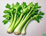 2025年芹菜花是什么样的