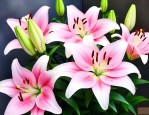 百合花这么养不容易凋谢