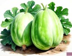 冬瓜是十字花科蔬菜吗