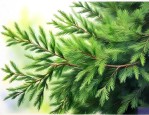 生侧柏叶和侧柏叶区别