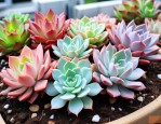 多肉植物怎么控养上色