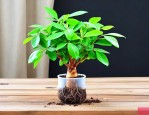 小根发财树怎么培植的