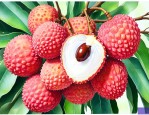 荔枝种子怎样容易发芽