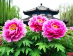 北京那个公园有牡丹花