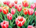 郁金香什么时间段开花