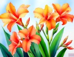 美人蕉花的寓意和象征