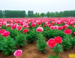 河南鄢陵花卉苗木基地