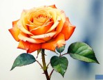 橙色玫瑰的花语是什么
