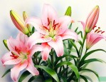 百合花茹志鹃主要内容