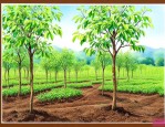 果树苗一般要什么肥料