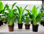 水培春羽绿植养殖方法