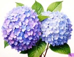 绣球花花语象征与寓意