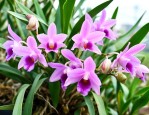 铁皮石斛花多少钱一克
