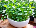 2025年水培植物哪个好养