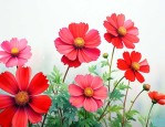 花无百日红是什么意思