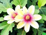无花果的花长什么样子