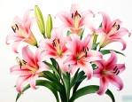 11朵百合花的花语和寓意